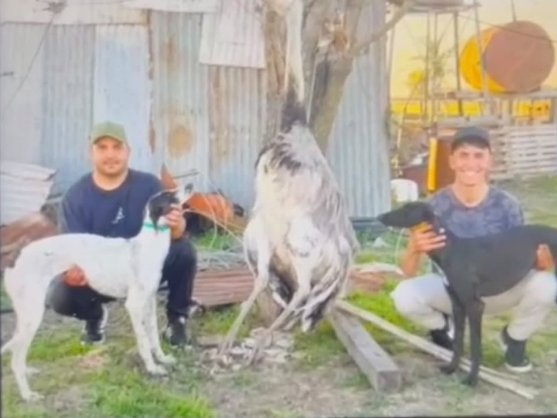 Pergamino: dos hombres quedaron imputados por matar un ñandú criado en un campo y la calificación del delito quedó en disputa