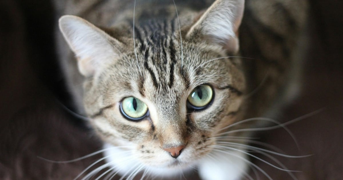 Gatos como espejo: un estudio masivo confirma la presencia de un parásito intestinal que también puede saltar a los humanos