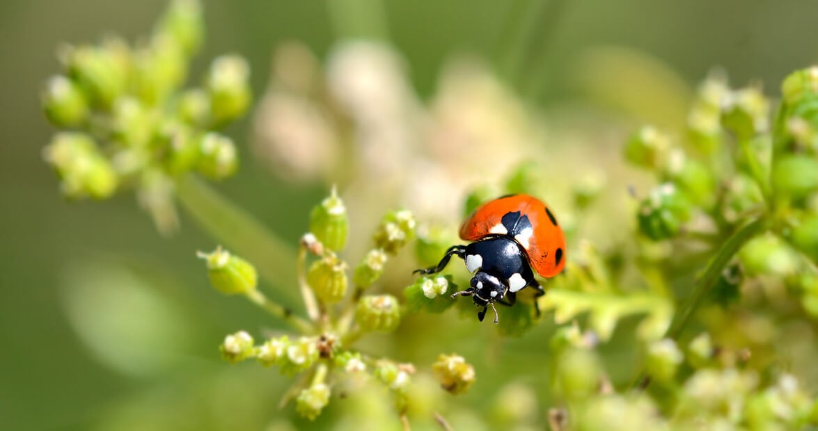Recetas de cocina contra las plagas del jardín: ortiga, ajo y cáscaras que sirven como insecticida casero