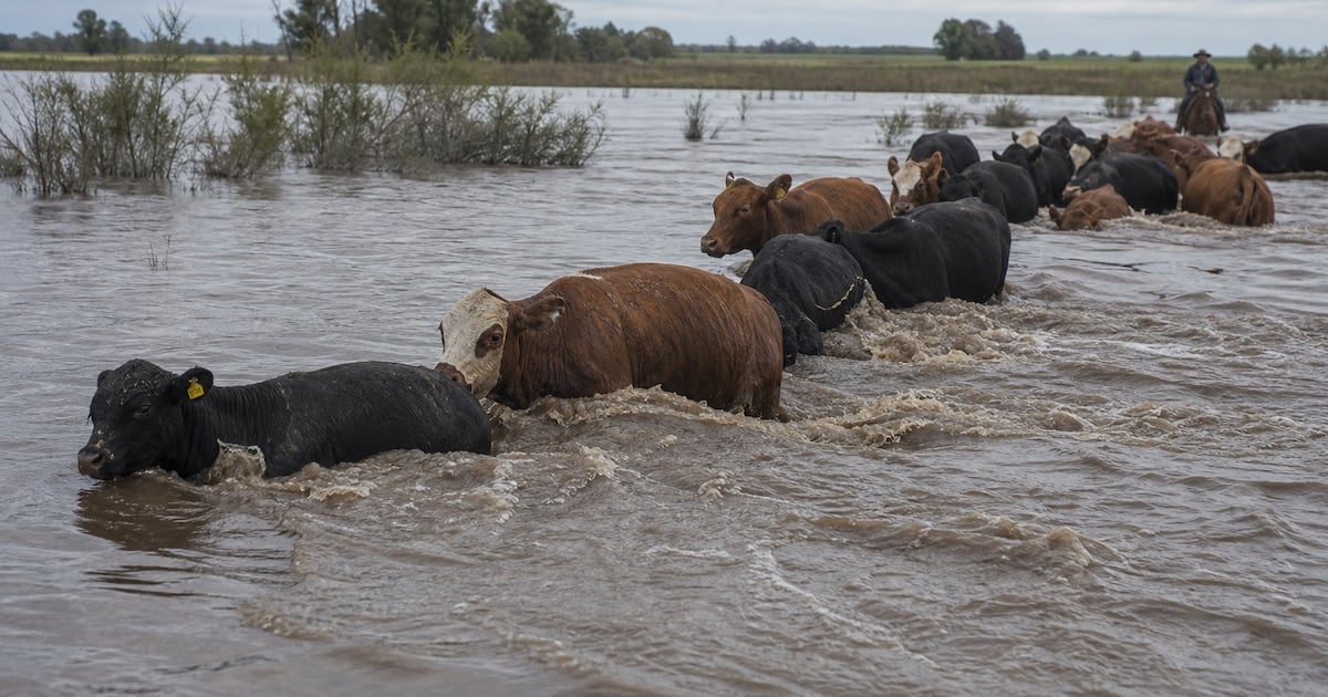 La crecida del Paraná y la presión sobre el precio de la carne: qué dicen los datos y qué anticipa el mercado global