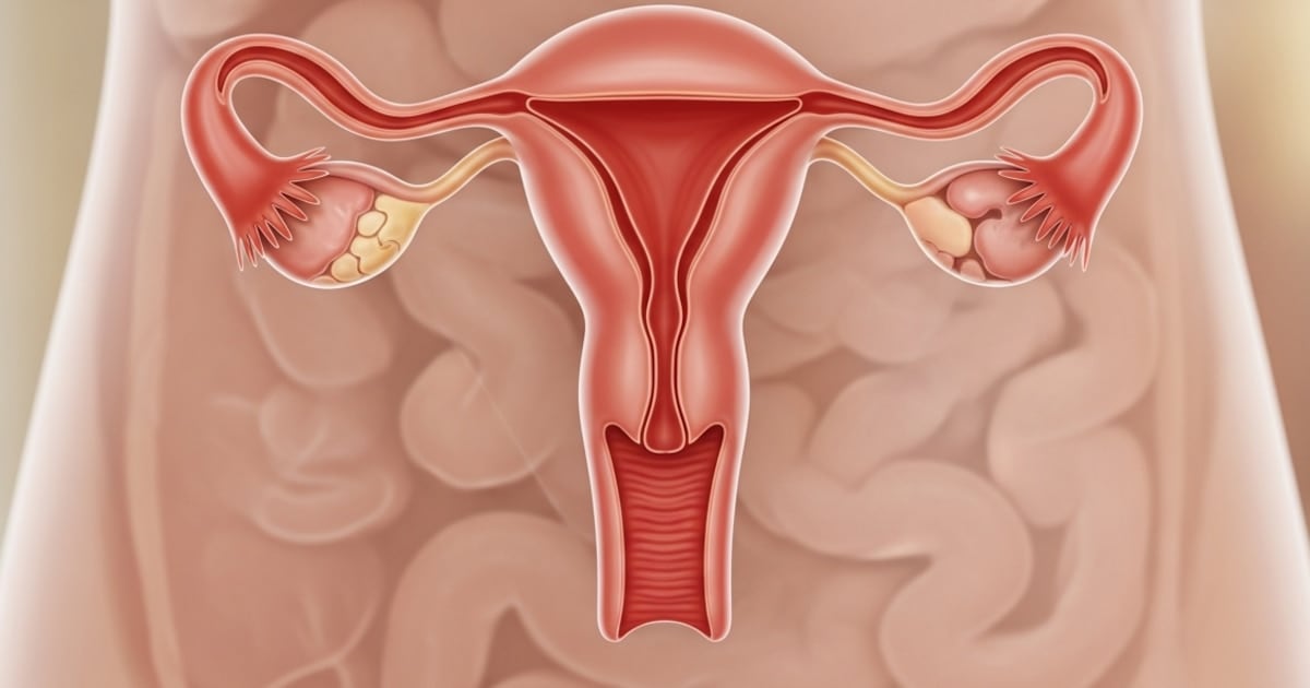 Un estudio sostiene que el ovario continúa su actividad biológica durante décadas tras la menopausia