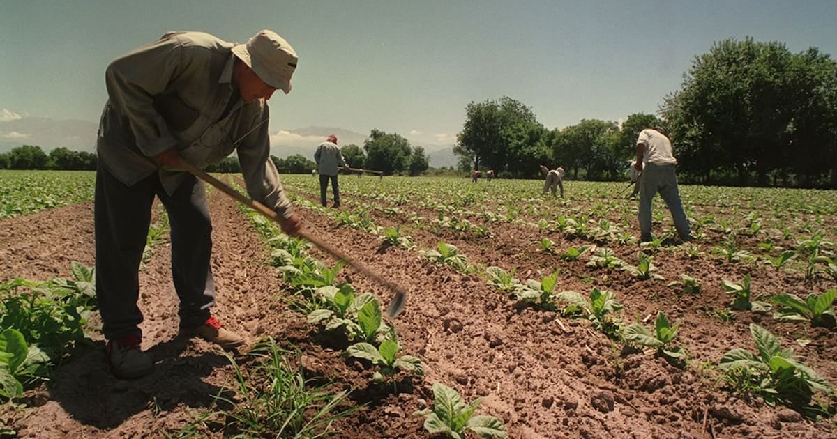 Asignaciones familiares rurales: el piso equivalente a la AUH se prorroga por un año y conserva la cláusula de compatibilidad social