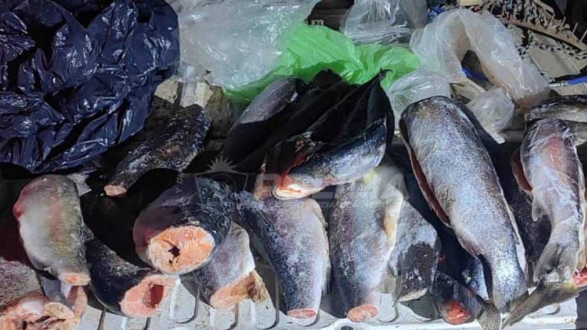 Pesca en la Patagonia neuquina: la ventana previa al 1 de noviembre, los cupos y un pescador sumariado por llevar 42 truchas