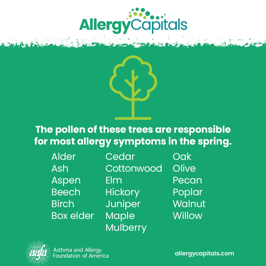 El polen bajo no descarta síntomas: qué explica la persistencia de las alergias